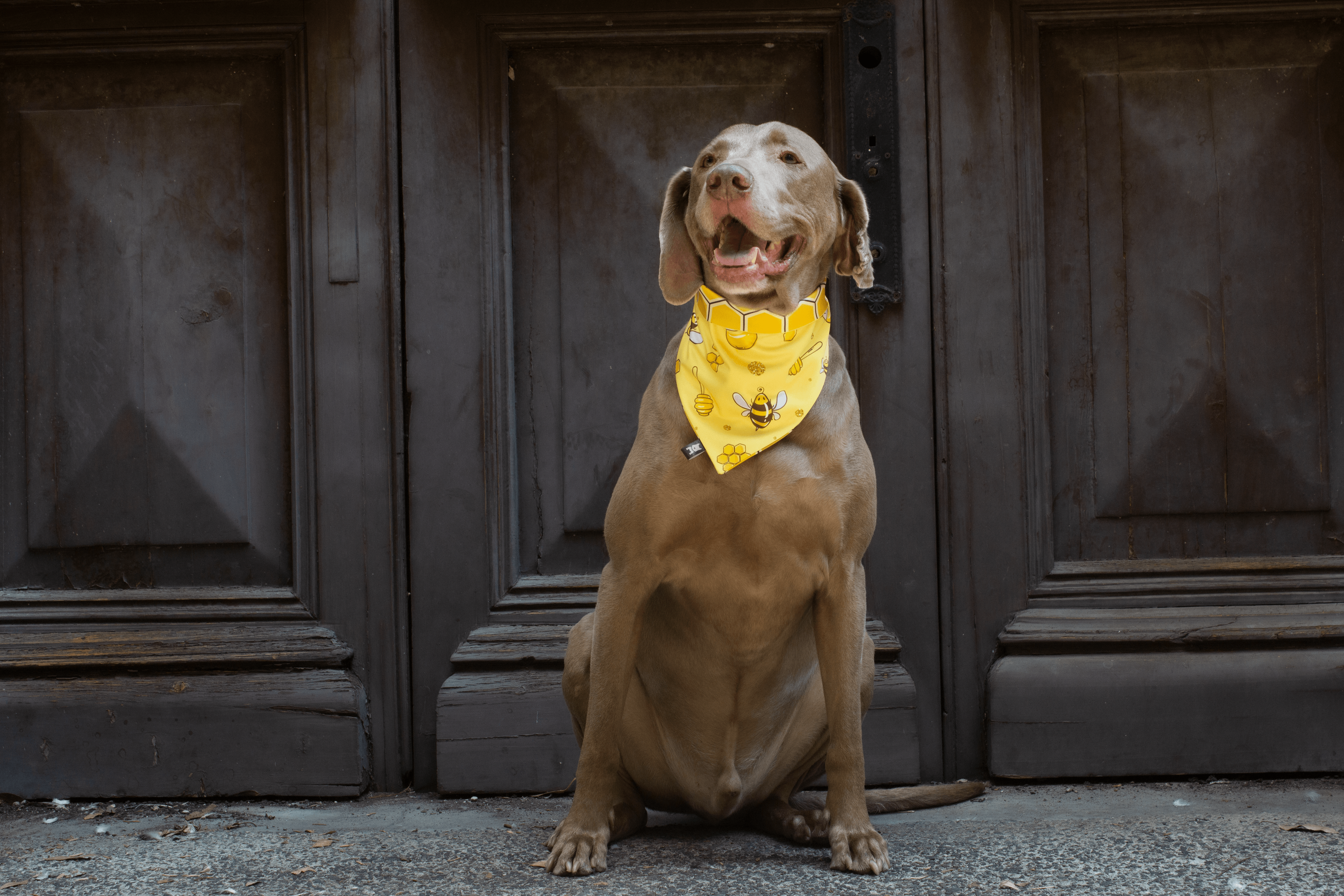 Bandana-Pawko-Bee-Lifestyle-1