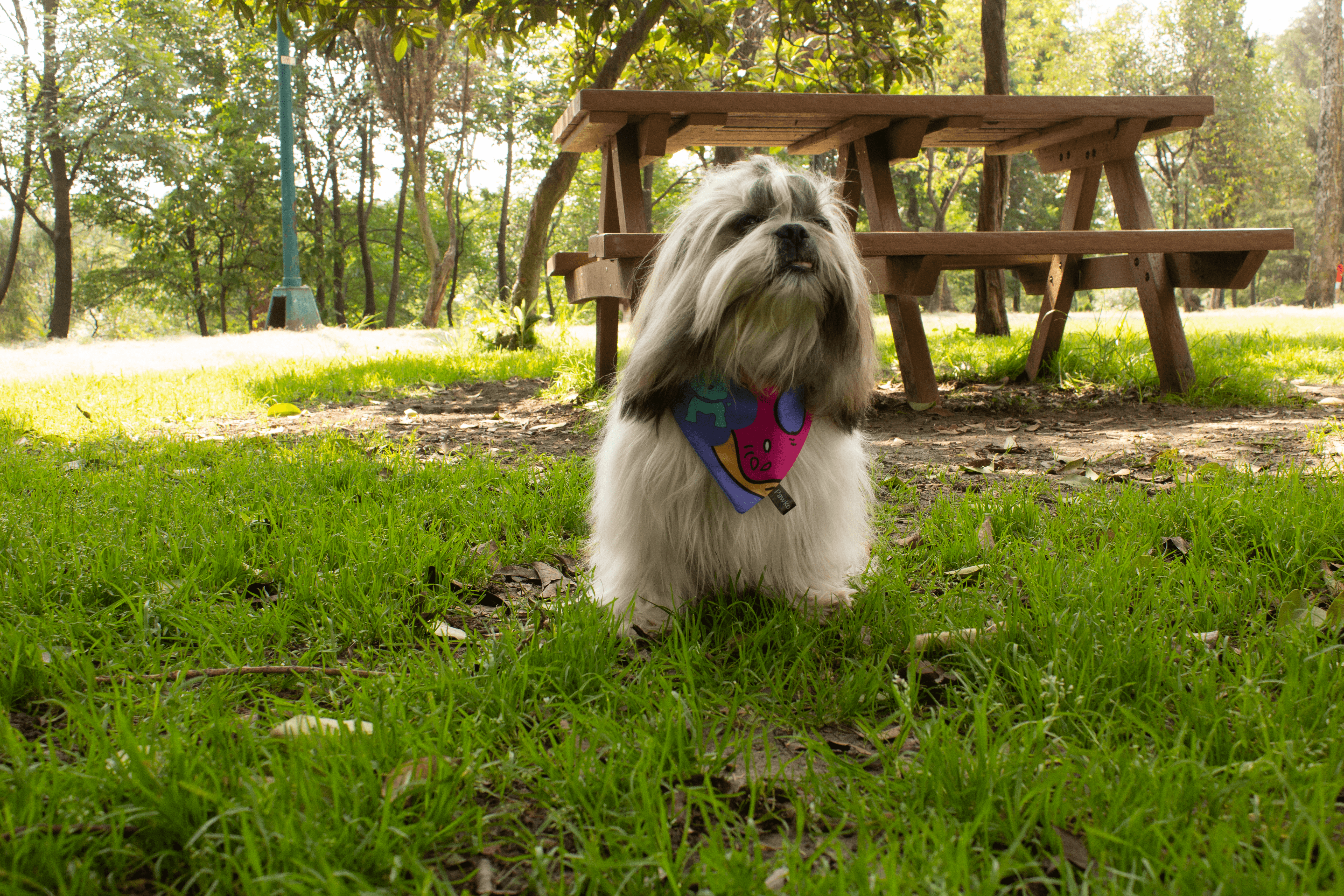 Bandana-Pawko-Donut-Lifestyle-1