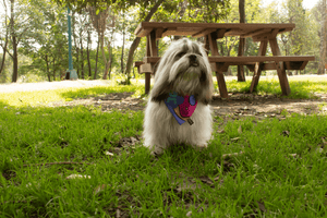 Bandana-Pawko-Donut-Lifestyle-1