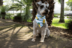 Bandana-Pawko-Pineapple-Lifestyle-2