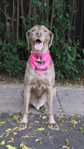 Bandana "Calaveritas"