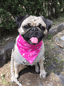 Bandana "Huellita Rosa"