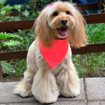 Cargar imagen en el visor de la galería, Bandana &quot;Pink Neony&quot;
