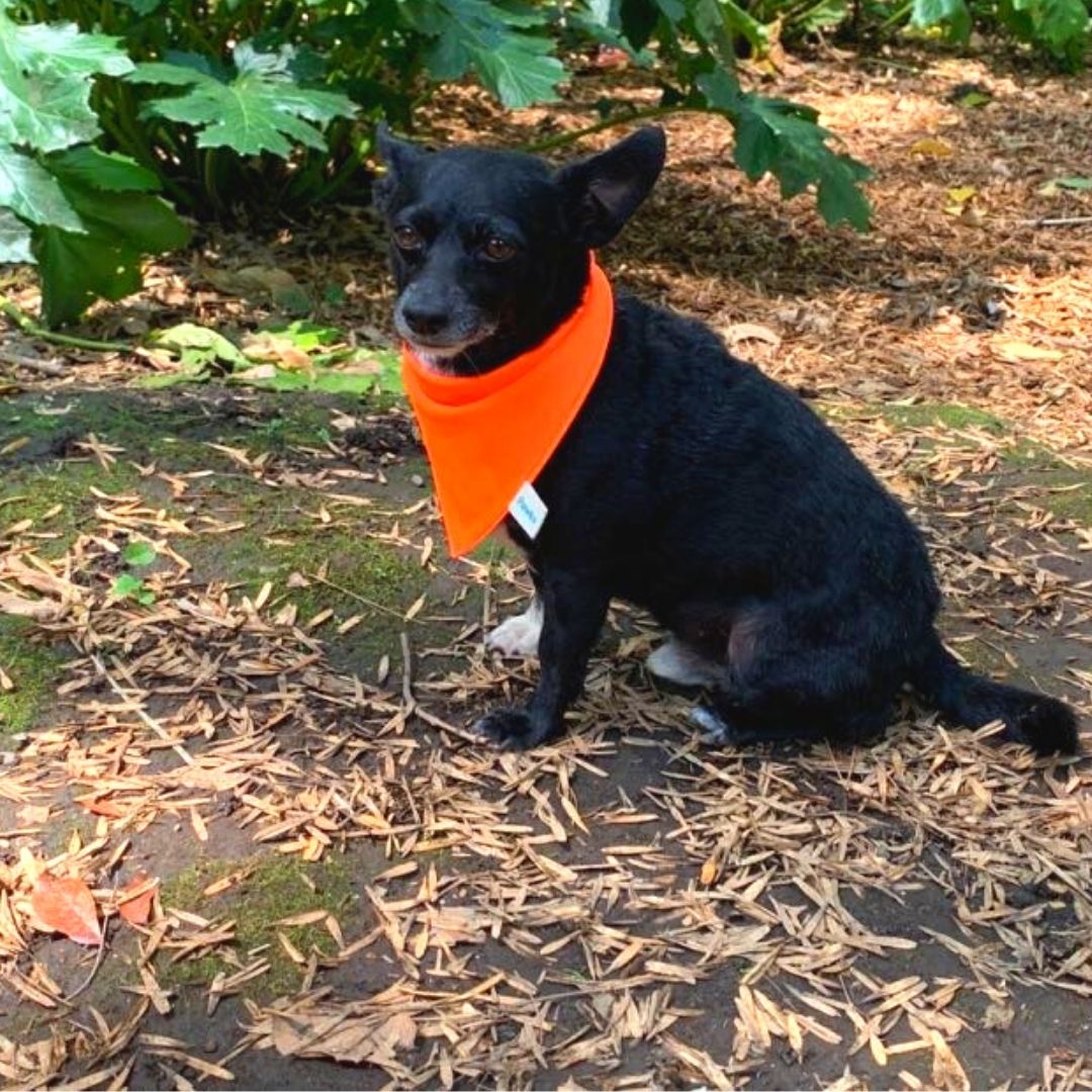 Bandana "Naranja Neony"