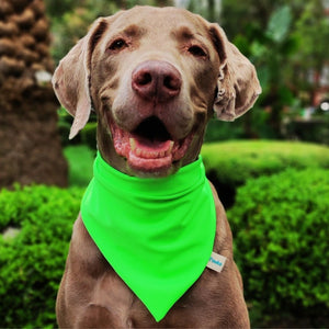 Bandana "Verde Neony"